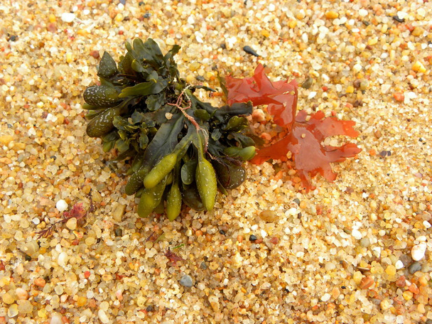 Seaweed, marine vegetation. Green and red Seaweed laying on the beach. Kelp and Seaweed washed upon the shore in Santa Cruz, Portugal. - Photo, Image