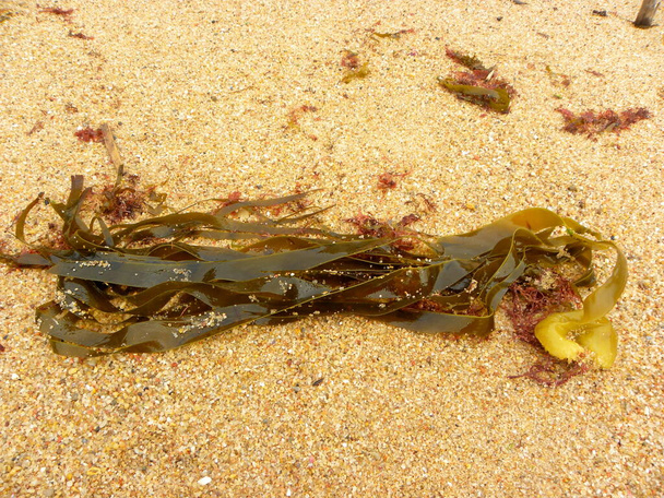 Wodorosty. Zielony wodorost leżący na plaży. Wodorosty morskie myte na wybrzeżu w Santa Cruz, Portugalia. - Zdjęcie, obraz