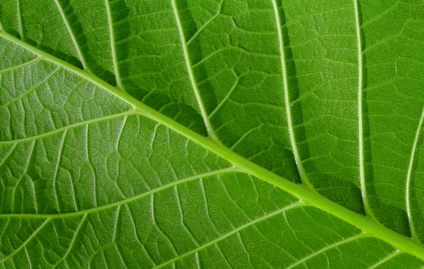 Fond vert avec feuille de noix, veine foliaire en gros plan - Photo, image