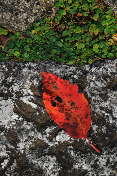 Φθινοπωρινά φύλλα που πέφτουν στο βράχο - Φωτογραφία, εικόνα
