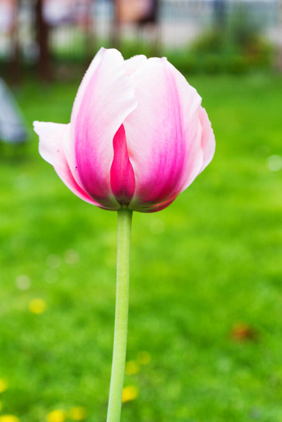 Bellissimi fiori di tulipano primaverili. - Foto, immagini