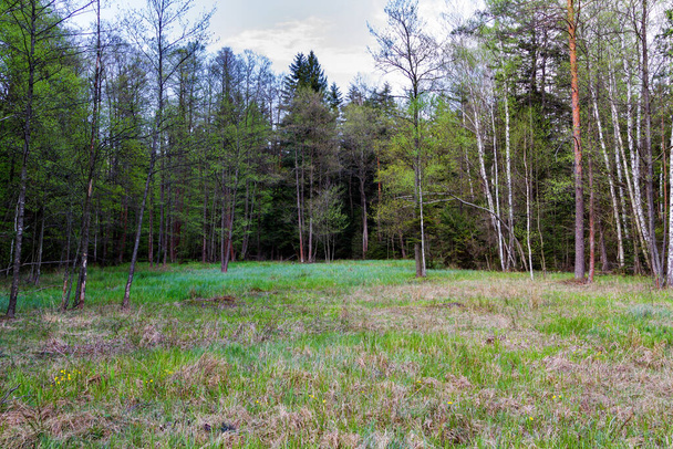 Grassland in Lasy Janowskie forest, Poland - Фото, зображення