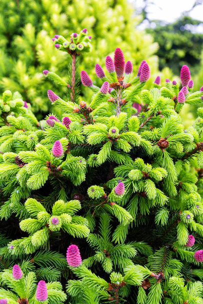 Young sprout of spruce. - Photo, Image