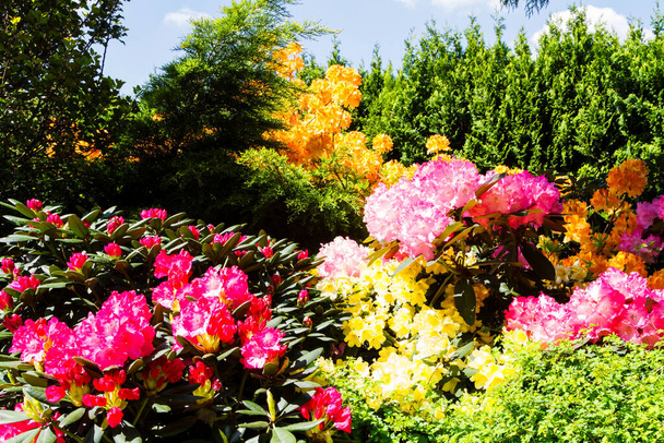 Rhododendron ja atsalea puutarhassa. - Valokuva, kuva