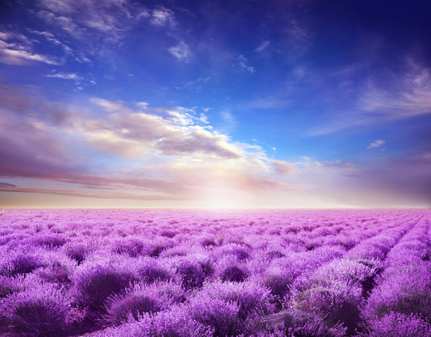Beautiful view of blooming lavender field under blue sky - Фото, зображення