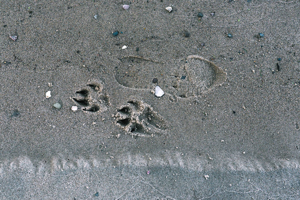 Stopa člověka a zvířete na pláži. Otisk psí tlapky na písku a mužské nohy. Struktura písku a stop na pobřeží. Pohled shora.. - Fotografie, Obrázek