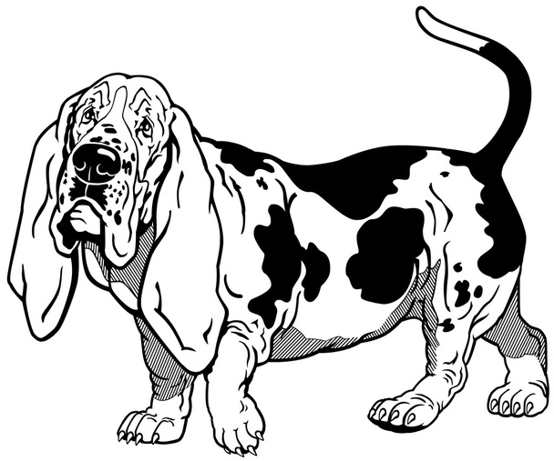 Basset hound czarny biały - Wektor, obraz