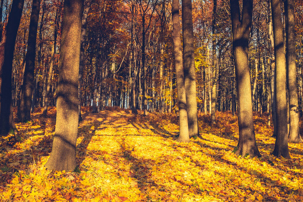 Φθινοπωρινά δάση. Όμορφα κίτρινα και καφέ φύλλα πέφτουν στο φως του ήλιου στο έδαφος σε ηλιόλουστο ζεστό δάσος. Φθινοπωρινό υπόβαθρο. - Φωτογραφία, εικόνα