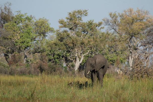 Elephant (Loxodonta africana) - Valokuva, kuva