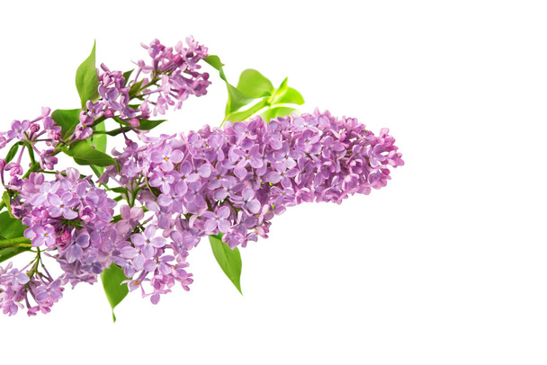 Branche lilas isolée
 - Photo, image