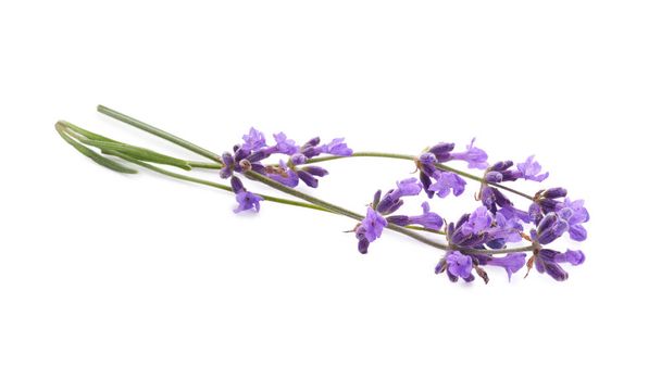 Beautiful fresh lavender flowers isolated on white - Фото, изображение