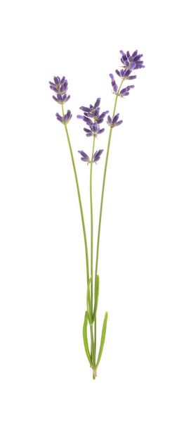 Beautiful fresh lavender flowers isolated on white - Фото, зображення