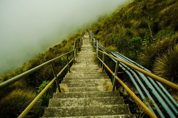 A high angle shot of a staircase in the greenery under a foggy sky - Photo, image