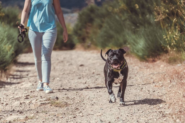 A black Staffordshire Bull Terrier walking with its owner on a path through the greenery - Фото, изображение