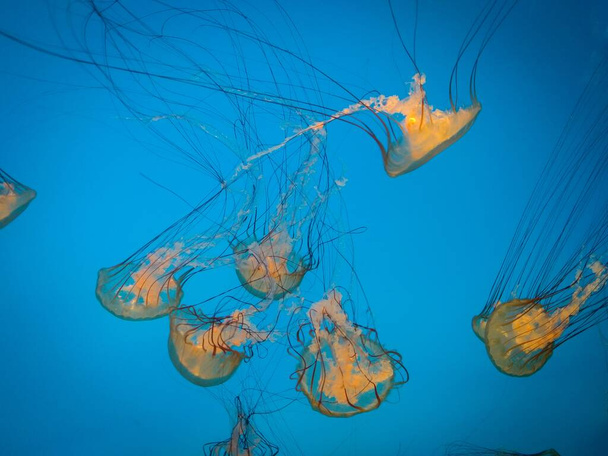 The transparent glowing  jellyfishes swimming in the ocean - Foto, immagini