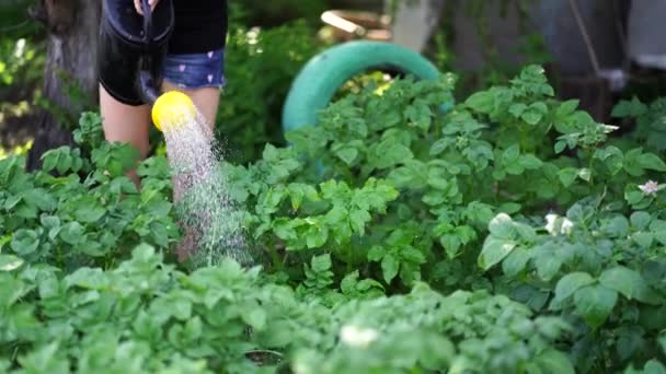 Woman watering vegetable garden from watering can. Close up of female hands watering seedbed of potatoes. Concept of summer and garden care, organic products and eco-friendly lifestyle. - Video