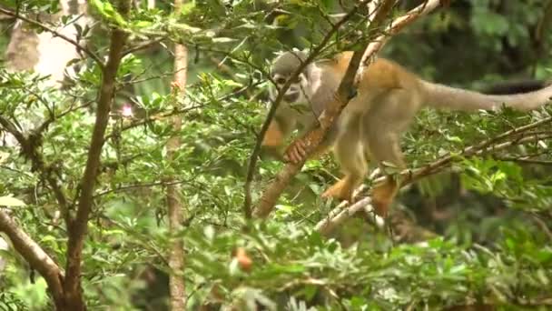 wild little monkey on tree, flora and fauna video  - Filmmaterial, Video