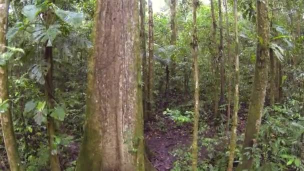 horizontal fish eye video of green forest trees, tree trunks with moss grass  - Filmagem, Vídeo