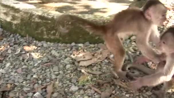 video, White fronted Capuchin Monkeys, Cebus albifrons in Ecuadorian Amazon - Imágenes, Vídeo