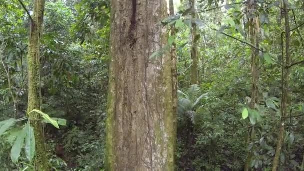 horizontal fish eye video of green forest trees, tree trunks with moss grass  - Metraje, vídeo