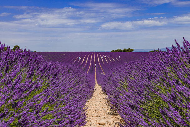 フランスのプロバンスにあるラベンダー畑の花。紫色の花の畑. - 写真・画像