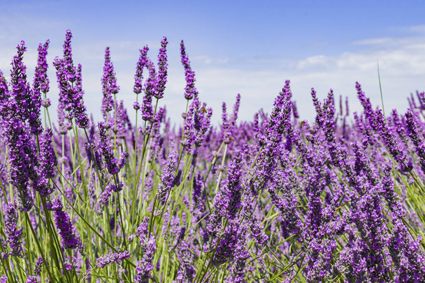 フランスのプロバンスにあるラベンダー畑の花。紫色の花の畑. - 写真・画像