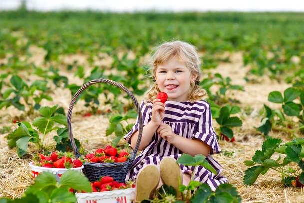 Bonne petite fille tout-petit cueillette et manger des fraises sur la ferme de baies biologiques en été, par une chaude journée ensoleillée. Un enfant qui s'amuse à aider. Enfant sur un champ de fraisiers, baies rouges mûres. - Photo, image