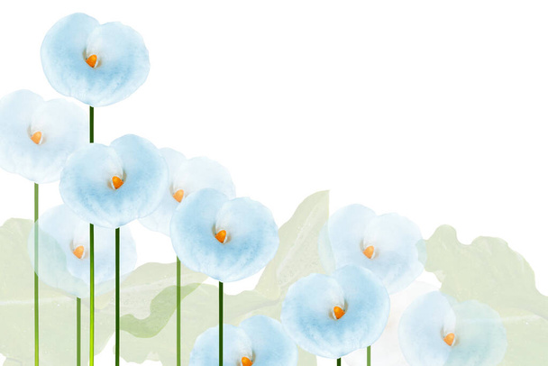 Heldere calla lelies bloemen geïsoleerd op witte achtergrond. aard - Foto, afbeelding