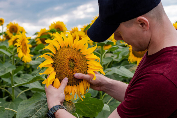 Young farmer standing in sunflower field and examining the crop. Agriculture and harvesting concept. - Photo, Image