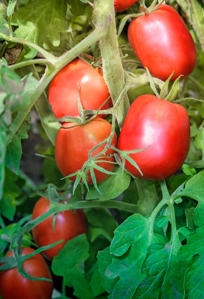 De grandes tomates mûres mûrissent dans le jardin parmi les feuilles vertes. Présente un gros plan. - Photo, image
