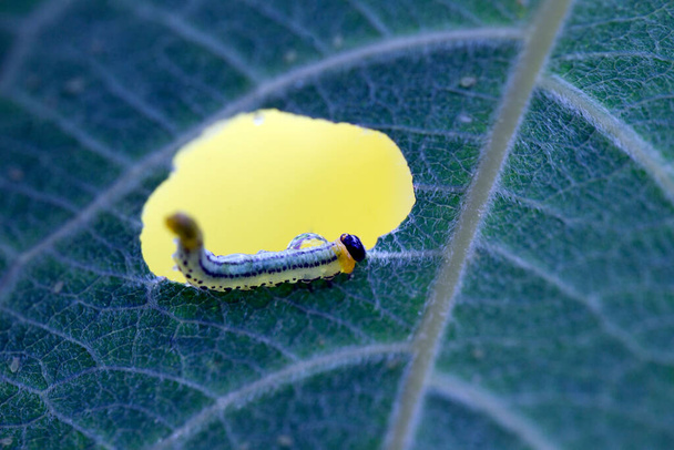 Caterpillar of the weapon carrier sits on edge of opening in leaf, Netherland - Photo, Image