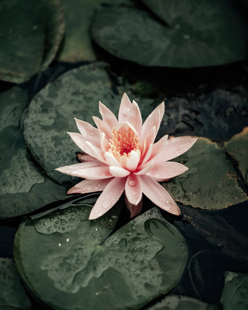 Vodní lilie. Světle růžová květina obklopen polštářky zblízka. - Fotografie, Obrázek