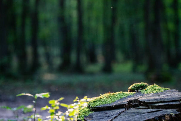 green forest background in summer - Фото, зображення