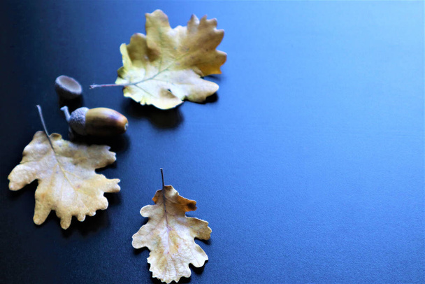oak leaves and acorns on a black background. - Фото, изображение