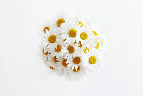 Friss kamillavirág. Gyönyörű virágok csendélet. fehér háttér - Fotó, kép