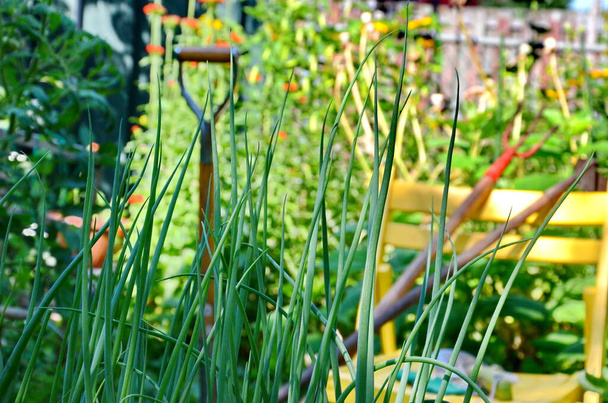 Садовые инструменты и овощи в городском саду во время пандемии коронавируса - Фото, изображение