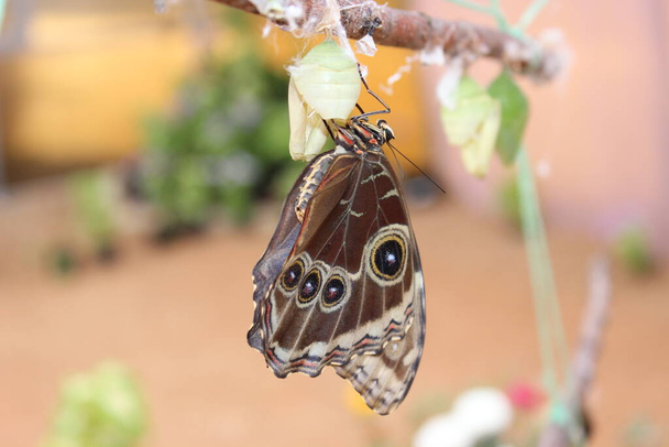 Blue Morpho Butterfly siedzi ze skrzydłami złożonymi na pustym kokonie wiszącym na gałęzi. Zbliżenie. Wystawa motyli. Tarkhankut, Krym, Ukraina - Zdjęcie, obraz