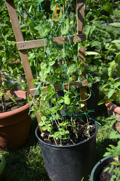 コロナウイルス流行の間に都市の庭の花の鍋で成長しているエンドウ豆 - 写真・画像