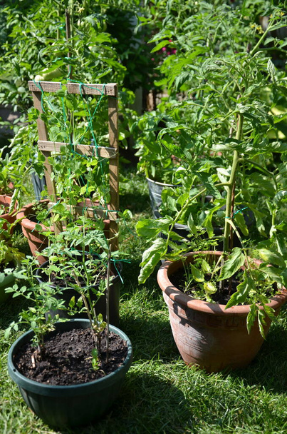 Tomatoes growing in flower pots in an urban garden during the Coronavirus Pandemic - Photo, Image