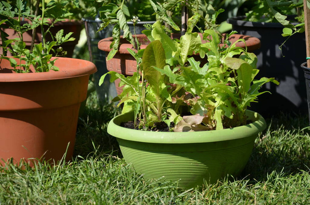Laitue cultivée dans un pot de fleurs dans un jardin urbain pendant la pandémie de coronavirus - Photo, image