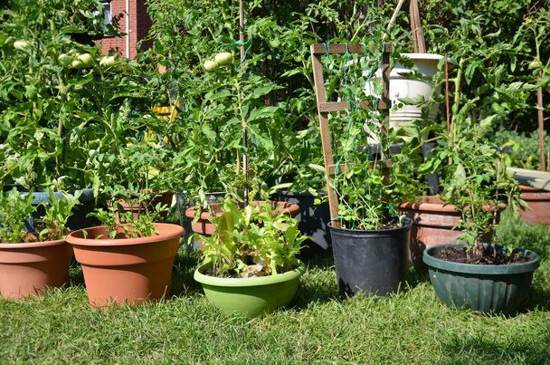 Tomaten und anderes Gemüse wachsen während der Coronavirus-Pandemie in Blumentöpfen in einem städtischen Garten - Foto, Bild