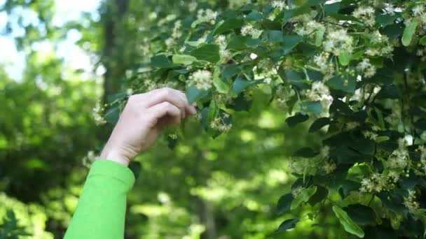 Vrouw hand plukt linde bloemen van een boom - Video