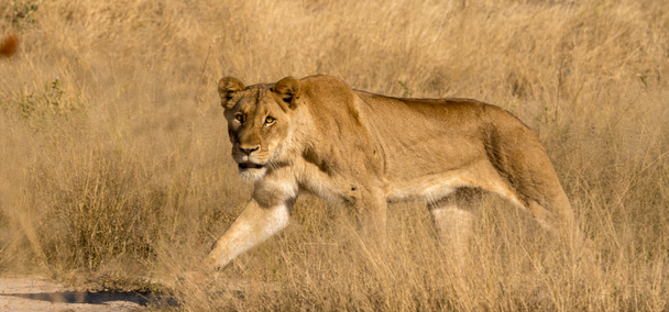 Ein Löwenweibchen in der Wildnis Südafrikas in der Nähe des Kruger Parks.  - Foto, Bild