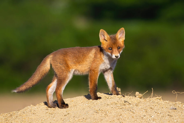夏に砂の上に立つ少年赤狐. - 写真・画像