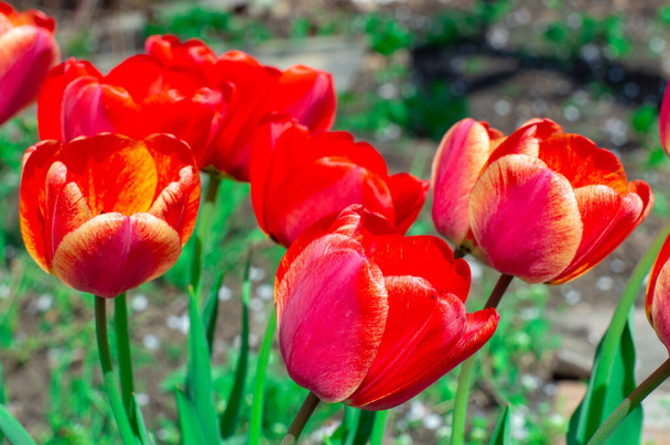 Hermosos tulipanes rojos brillantes en la foto con un fondo borroso y un truco de enfoque suave para tarjetas de felicitación con flores para las vacaciones de Pascua - Foto, Imagen