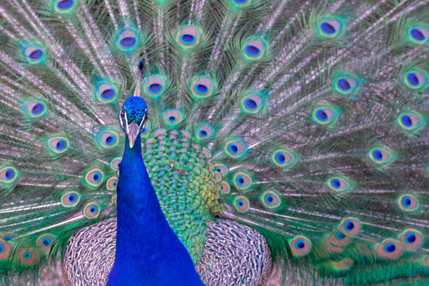 krásný a barevný close-up páva s otevřeným ocasem - Fotografie, Obrázek