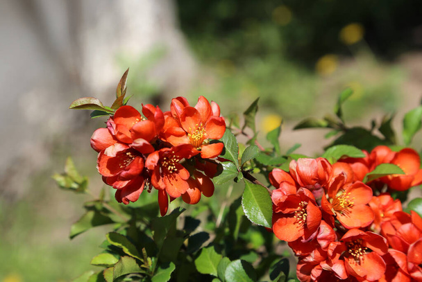 Όμορφα φωτεινά λουλούδια της άνοιξης Φρούτα Pigwa ή Μήλο Κυδώνι ή ιαπωνικό κυδώνι ή Chaenomeles Japonica θάμνος στον ηλιόλουστο κήπο - Φωτογραφία, εικόνα