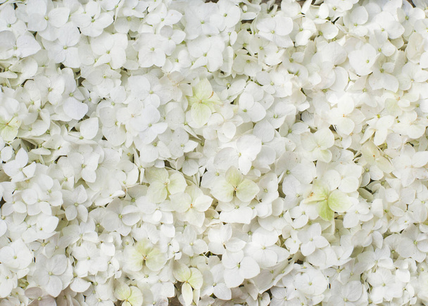 white hydrangea flowers in a round top view - Φωτογραφία, εικόνα