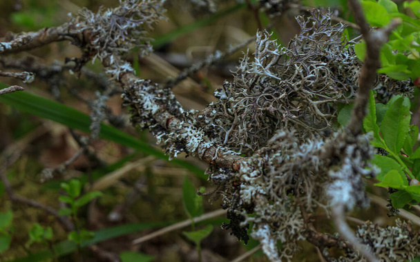 licheni bianchi che crescono intorno alle parti degli alberi nella foresta verde - Foto, immagini