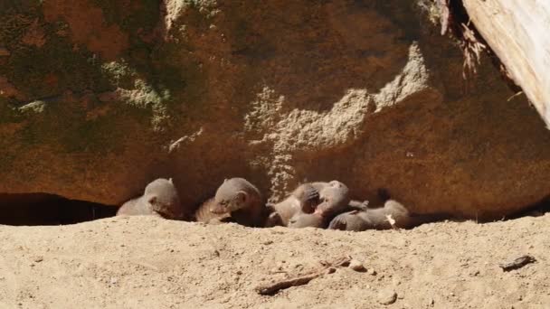 Banded mongooses család, 4k - Felvétel, videó